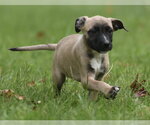 Small #1 Boxer Mix