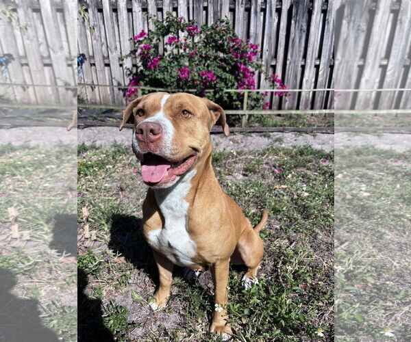 Medium Photo #1 Mutt Puppy For Sale in  Gainesville, FL, USA