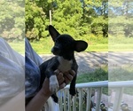 Small #10 French Bullhuahua