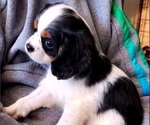 Small Photo #9 Cavalier King Charles Spaniel Puppy For Sale in LAMAR, AR, USA