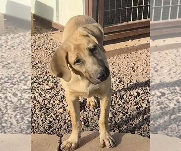 Medium Photo #5 Anatolian Shepherd-Black Mouth Cur Mix Puppy For Sale in Cave Creek, AZ, USA