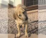 Small #4 Anatolian Shepherd-Black Mouth Cur Mix