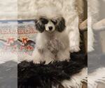 Puppy Storm Poodle (Toy)