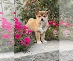 Small #10 Shiba Inu