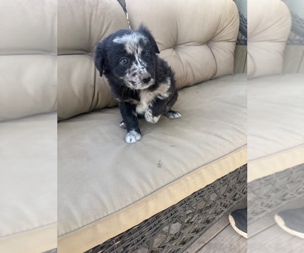 Medium Photo #33 Australian Shepherd Puppy For Sale in WILLIAMS, AZ, USA