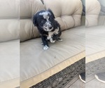 Small #5 Australian Shepherd