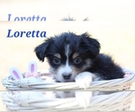 Puppy Loretta Miniature Australian Shepherd