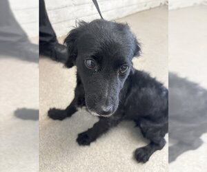 Chihuahua-Unknown Mix Dogs for adoption in San Bernardino, CA, USA