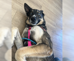 Small #9 German Shepherd Dog