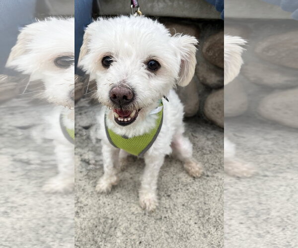 Medium Photo #3 Maltese-Unknown Mix Puppy For Sale in Mission Viejo, CA, USA