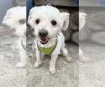 Small #2 Maltese Mix