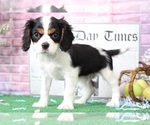 Small Photo #4 Cavalier King Charles Spaniel Puppy For Sale in BEL AIR, MD, USA