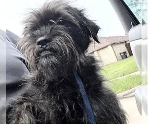 Care-Tzu Dogs for adoption in Houston, TX, USA