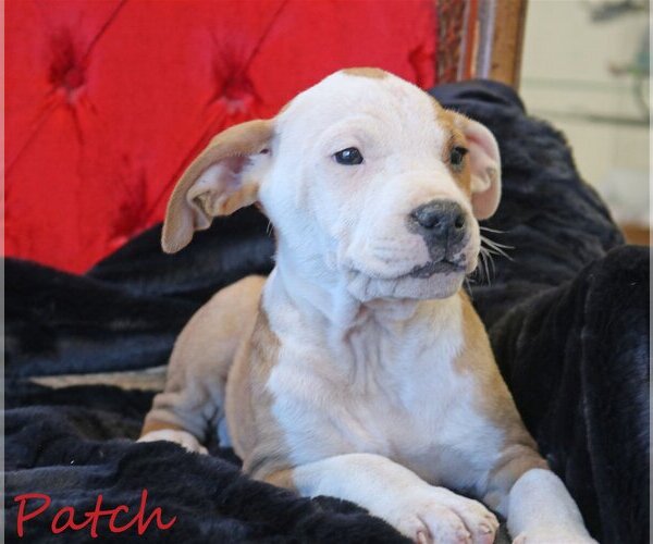 Medium Photo #13 Mutt Puppy For Sale in Wakefield, RI, USA