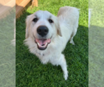 Small Great Pyrenees Mix