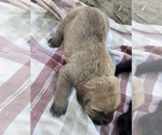 Small Photo #24 Cane Corso Puppy For Sale in BELGRADE, MT, USA