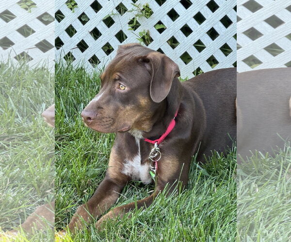 Medium Photo #6 Australian Shepherd-Unknown Mix Puppy For Sale in Wakefield, RI, USA