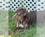 Small #5 Australian Shepherd Mix