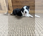 Small Photo #7 Border Collie Puppy For Sale in WOLCOTT, IN, USA