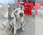 Small Photo #1 Weimaraner Puppy For Sale in WILDWOOD, FL, USA