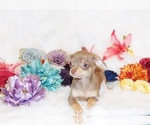 Small Photo #12 Chihuahua Puppy For Sale in CHARLESTON, AR, USA