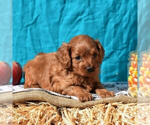 Cavapoo Puppy for sale in SUNBURY, PA, USA