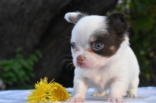 Chihuahua Puppy for sale in MARYSVILLE, WA, USA