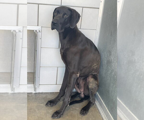 Medium Photo #2 Great Dane Puppy For Sale in Bullard, TX, USA