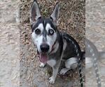 Small Photo #2 Siberian Husky Puppy For Sale in Palmetto, FL, USA
