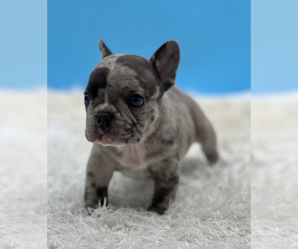 Medium Photo #4 French Bulldog Puppy For Sale in RALEIGH, NC, USA