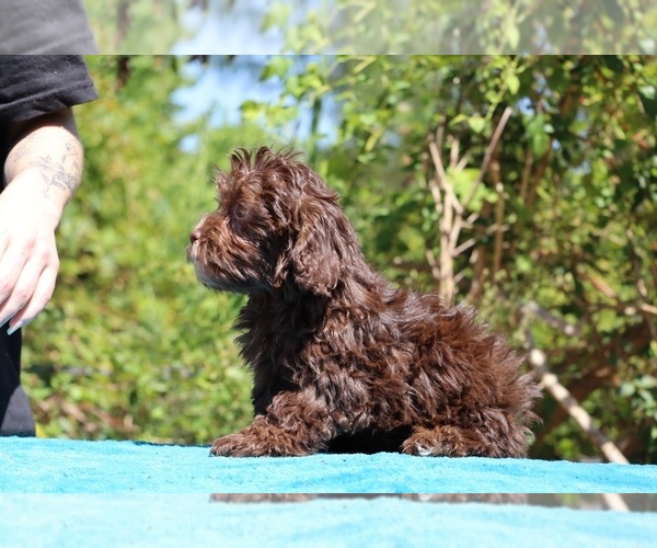 Medium Photo #20 ShihPoo Puppy For Sale in DYERSBURG, TN, USA