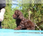 Small #19 ShihPoo