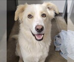 Loba - Female Labrador Retriever-Unknown Mix Dog for Adoption - Small photo