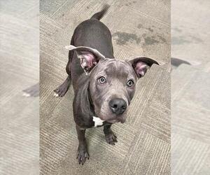 Mutt Dogs for adoption in Peoria, IL, USA