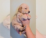 Small Photo #13 Golden Retriever Puppy For Sale in SALISBURY, NC, USA