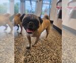 Small Pug