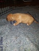 Small Photo #16 American Pit Bull Terrier Puppy For Sale in GRIFFIN, GA, USA