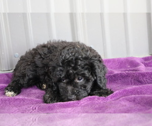 Miniature Bernedoodle Puppy for sale in BLOOMINGTON, IN, USA
