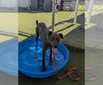 Small #1 Doberman Pinscher-Great Dane Mix