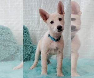 German Shepherd Dog Puppy for sale in WARREN, MA, USA