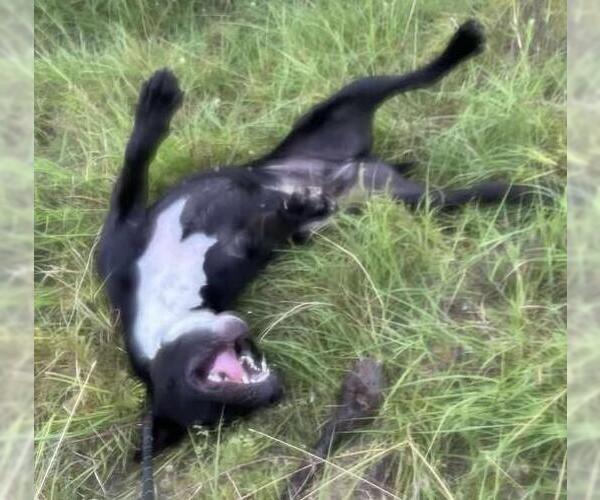 Medium Photo #3 Labrador Retriever-Unknown Mix Puppy For Sale in Rockwall, TX, USA