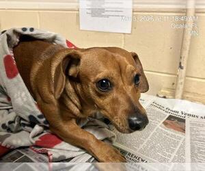 Chiweenie Dogs for adoption in Ocala, FL, USA