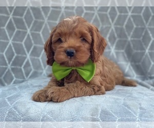 Cocker Spaniel-Poodle (Miniature) Mix Puppy for sale in LAKELAND, FL, USA