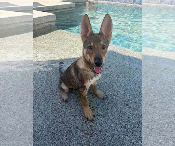 Medium Photo #2 Australian Kelpie-German Shepherd Dog Mix Puppy For Sale in Cave Creek, AZ, USA