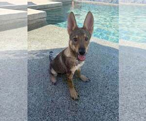 Coyote - Male Australian Kelpie-German Shepherd Dog Mix Dog for Adoption - Photo #2