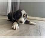 Small Photo #9 Australian Shepherd Puppy For Sale in EXETER, MO, USA