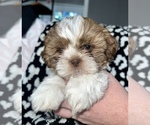 Small Photo #3 Shih Tzu Puppy For Sale in BENSALEM, PA, USA