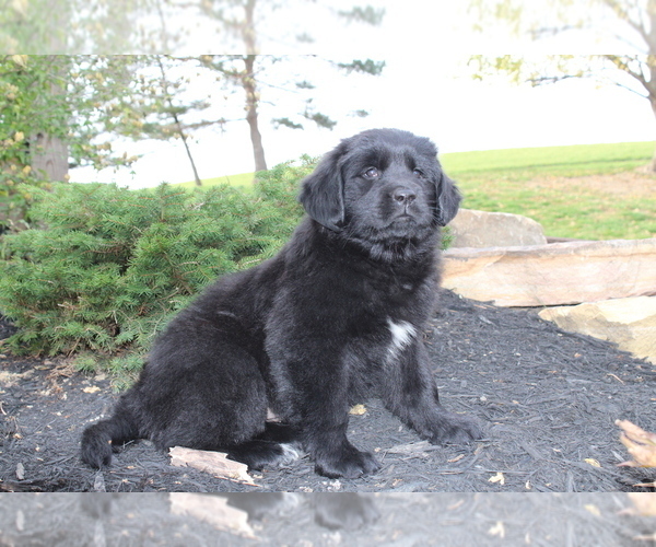 Medium Photo #2 Newfoundland Puppy For Sale in LOYSVILLE, PA, USA
