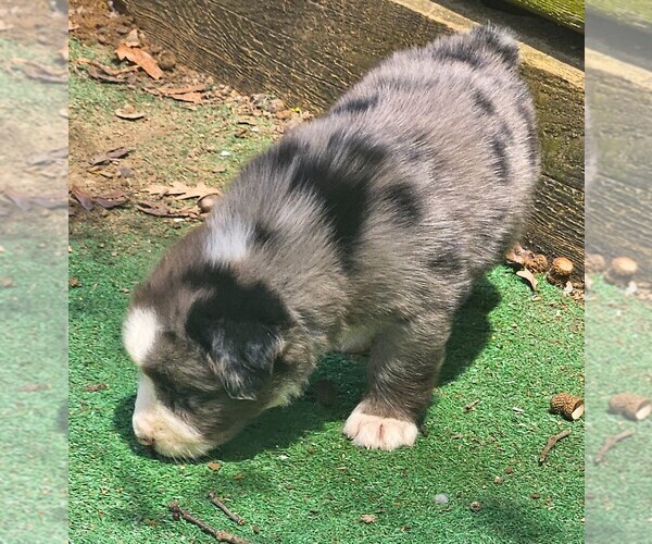 Medium Photo #3 Australian Shepherd Puppy For Sale in NELSON, VA, USA