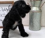 Puppy Sophie Cocker Spaniel